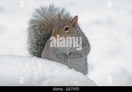Gray Squirrel in snow            Eastern Michigan USA Stock Photo