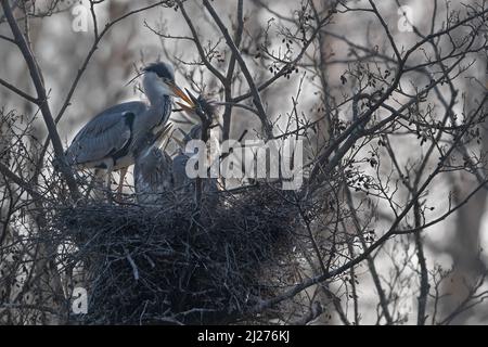 A female grey heron (Ardea cinerea) with her three hungry chicks in a nest Stock Photo