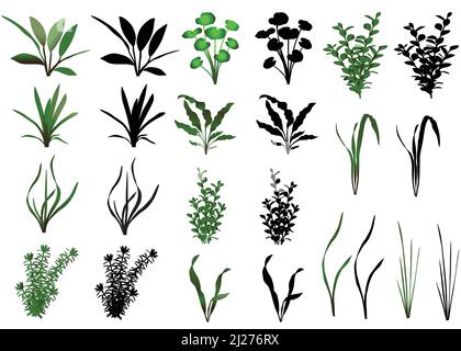Collection of different species of water plants Stock Vector