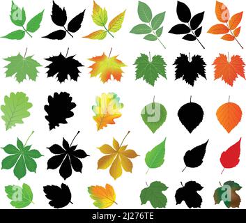 Collection of different species of leaves in silhouettes and color images: maple, chestnut, birch, walnut, grape Stock Vector