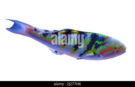 Sixbar wrasse or six-banded wrasse from Indo-Pacific ocean on white background. Thalassoma hardwicke of Indian Pacific Oceans, Great Barrier of Stock Photo