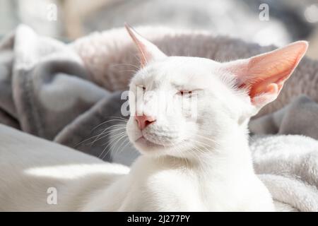 Oriental shorthair white cat sleeping on the sunlight Stock Photo