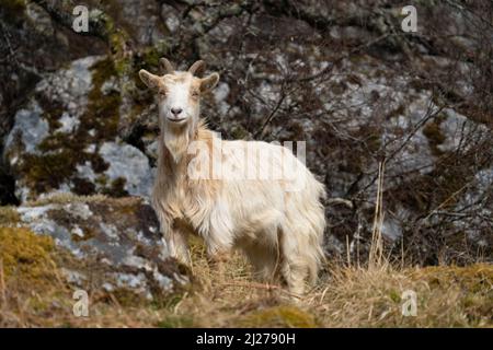 Nanny Wild Goat portrait (Capre hircus) Stock Photo