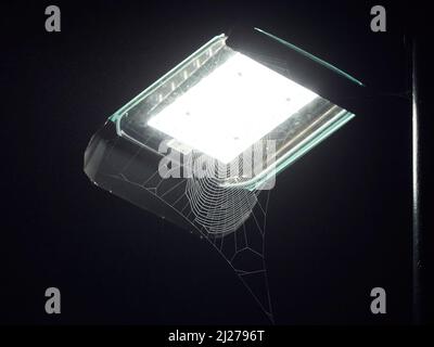 The web of an enterprising spider, constructed in front of a street light to take advantage of the attractive effect of the artificial light. Stock Photo