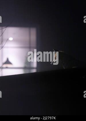 A red fox watches from a shadows of roof top, partly lit up by the cold, bleak light from a lamp escaping through a window on a misty London night. Stock Photo