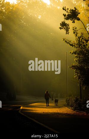 A woman walks her dog in the early morning illuminated by rays of sunshine through the mist Stock Photo