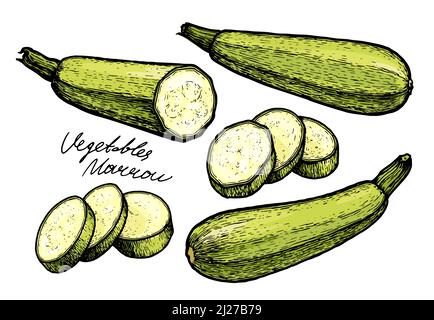 Fresh vegetable marrow, zucchini. Squash organic food vector illustration Stock Vector