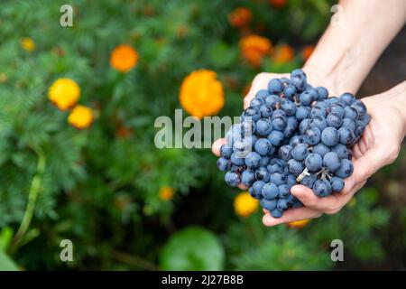 Close-up of female hands of a vintner or viticulturist holding a bunch of grape harvest. Stock Photo