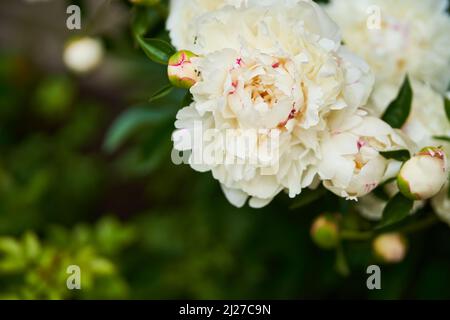 Close-up of white peonies on a background of green leaves blooming in the garden. High quality photo Stock Photo