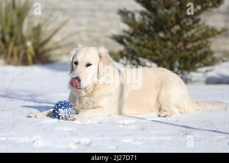 Golden retriever playing with a ball outdoor in the winter garden with snow Stock Photo