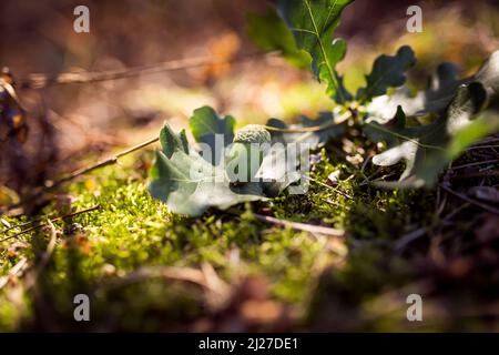 Acorn on a oaken leaves, in the morning. Close-up. Stock Photo