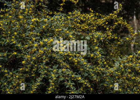 Wintergreen Barberry or Chinese Barberry - Berberis julianae. Golden yellow flowers in March-April, clustered in dense racemes. Stock Photo