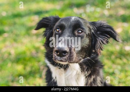 Close up portrait of a young black and white mongrel border collie dog sitting on green and yellow grass with flowers looking sad. Sunny day in a park Stock Photo