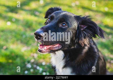 Close up portrait of a young black and white mongrel border collie dog with mouth open sitting on green and yellow grass with flowers looking happy. S Stock Photo