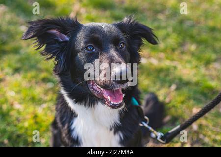 Close up portrait of a young black and white mongrel border collie dog on leash with mouth open sitting on green and yellow grass looking happy. Sunny Stock Photo