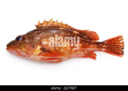 marbled rockfish isolated on white background Stock Photo