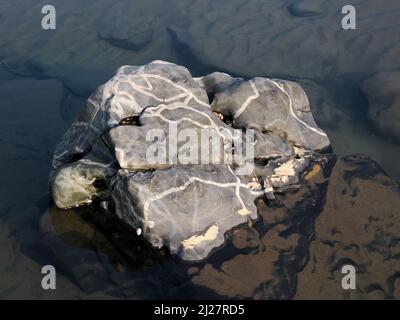 Limestone rock criss-crossed with snail trails at low tide on the shore of the Glamorgan Heritage Coast in South Wales UK Stock Photo