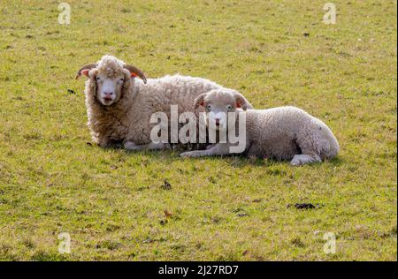 Ewe and her single spring lamb enjoying a warm day in Somerset UK Stock Photo