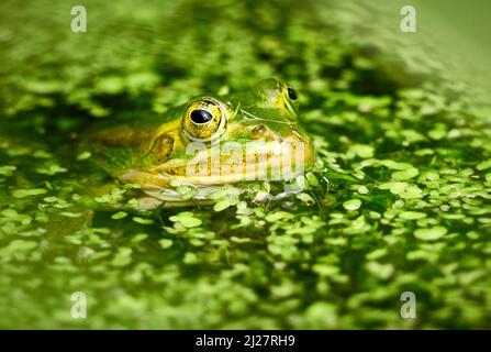Marsh frog Pelophylax ridibundus in the Somersetshire coal canal near Bath UK Stock Photo