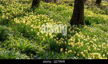Swathes of wild daffodils Narcissus pseudonarcissus carpeting woodland floor at Prior Park in Bath Somerset UK Stock Photo