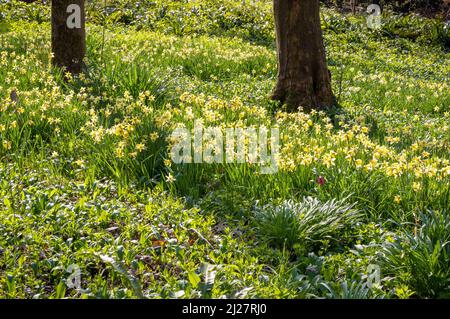 Swathes of wild daffodils Narcissus pseudonarcissus carpeting woodland floor at Prior Park in Bath Somerset UK Stock Photo
