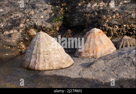Common limpets Patella vulgaris on rocks of the South Wales coast at low tide Stock Photo