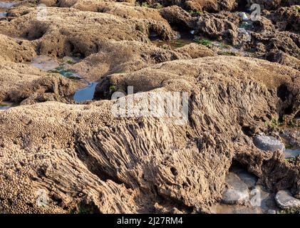 Honeycomb Worm Sabellaria alveolata encrusting rocks at low tide on the seashore of the Glamorgan Coast at Nash Point South Wales Stock Photo