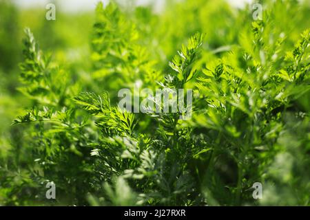 Young green carrot leaves texture. Agriculture background with green carrot leaves. Young carrot plant sprouting out of soil on a vegetable bed Stock Photo