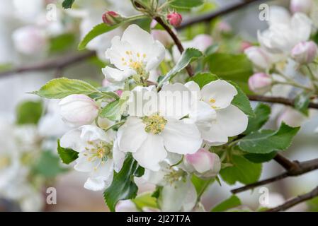 Crab apple blossoms, Wallowa Valley, Oregon. Stock Photo
