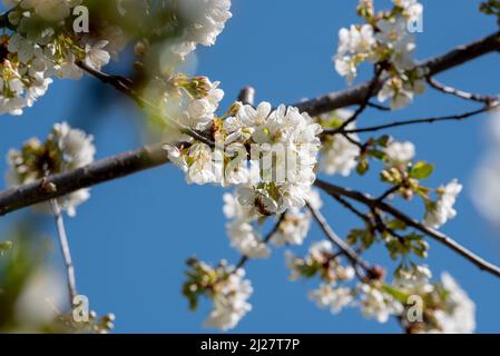 Crab apple blossoms, Wallowa Valley, Oregon. Stock Photo