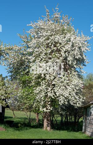 Crab apple tree in bloom, Wallowa Valley, Oregon. Stock Photo