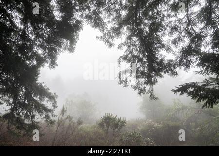 Mystery wet forest drowned in strong mist Stock Photo