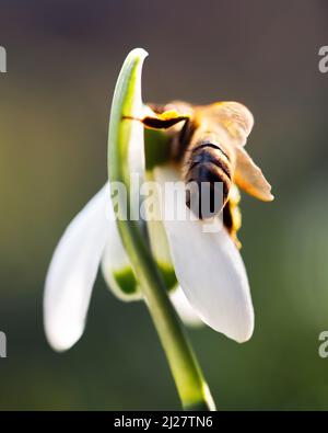 A working bee collecting pollen on a white snowdrop flower on spring meadow. Macro photography Stock Photo