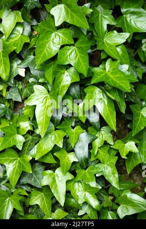 A fragment of a tree trunk with gray bark, covered with vines of juicy green ivy leaves. Natural and organic background. Stock Photo