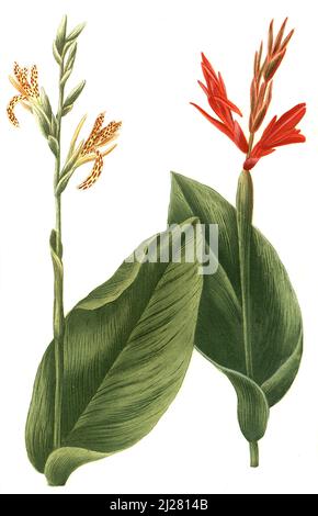 Indisches Blumenrohr, Canna indica, auch Essbare Canna, Achira oder Kapacho, Australische Pfeilwurz  /  Canna indica, commonly known as Indian shot, African arrowroot, edible canna, purple arrowroot, Sierra Leone arrowroot, Digital retuschierte Illustration aus Phytanthoza iconographica von Johann Wilhelm Weinmann, Maler Bartholomäus Seutter und Kupferstecher Johann Jakob Haid und Johann Elias Ridinger, 1740  /  Digitally retouched illustration from Phytanthoza iconographica by Johann Wilhelm Weinmann, painter Bartholomäus Seutter and engravers Johann Jakob Haid and Johann Elias Ridinger, 1740 Stock Photo