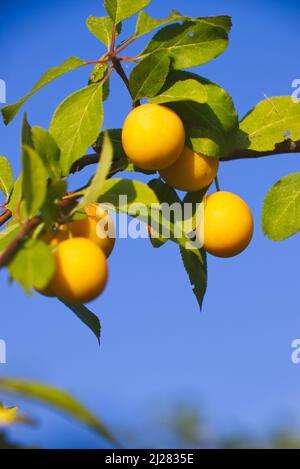 Yellow mirabelle plums. Ripe mirabelle on tree. Organic fruit before harvest in summer. (Prunus domestica syriaca) Stock Photo