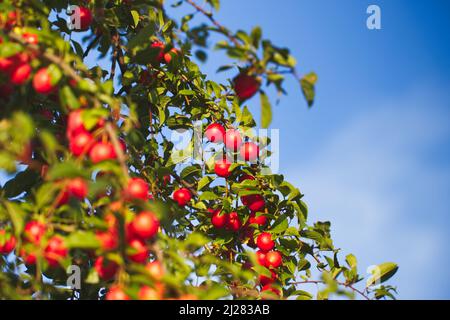 Red mirabelle plums. Ripe mirabelle on tree. Organic fruit before harvest in summer. (Prunus domestica syriaca) Stock Photo