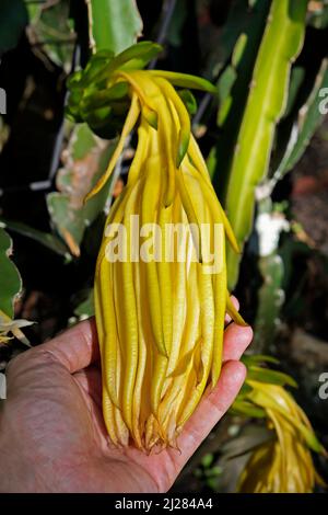 White-fleshed pitahaya flower on hand (Hylocereus undatus) Stock Photo