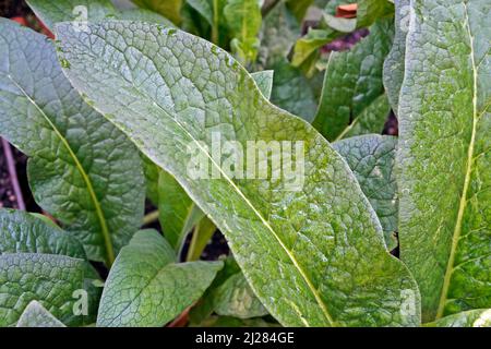 Tuberous comfrey leaf (Symphytum tuberosum) on garden Stock Photo