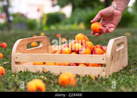 Harvesting ripe apricots in orchard. Gathering of homegrown produce in garden. Woman putting apricot to wooden crate. Stock Photo