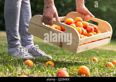 Harvesting ripe apricots in orchard. Gathering of homegrown produce in garden. Woman picking up wooden crate full of fresh apricots. Stock Photo