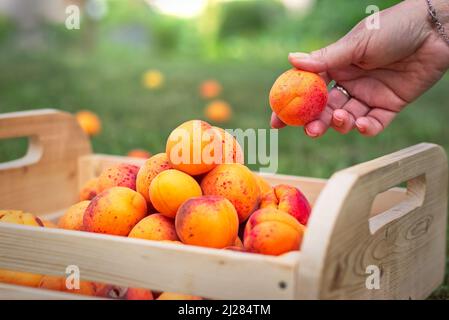 Harvesting ripe apricots in orchard. Gathering of homegrown produce in garden. Woman putting apricot to wooden crate. Stock Photo