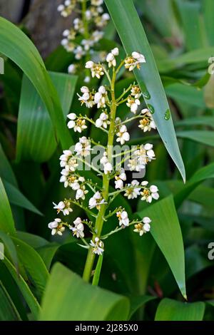White herbal flowers (Xiphidium caeruleum) Stock Photo