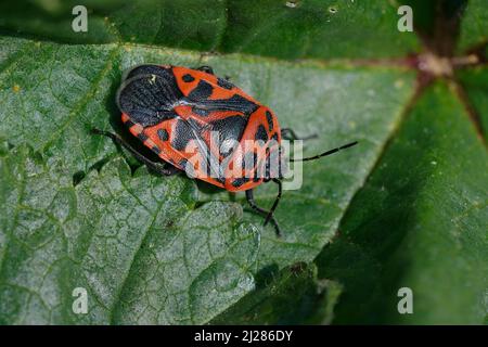 Shield bug (Eurydema ornata) on a leaf Stock Photo