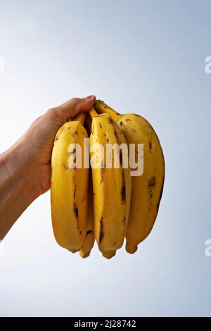 Bunch of bananas on hand in a bright background Stock Photo