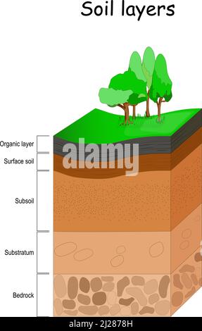 Soil layers. Structure of soil. Vector diagram. Earth Geology infographics. Stock Vector