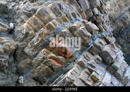 Sandymouth bay with rugged distorted,strata of sandstone and dark shale beds dip defining a syncline.On the Atlantic coast of north Cornwall. England. Stock Photo