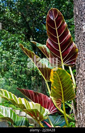 Philodendron on tree trunk in tropical rainforest Stock Photo