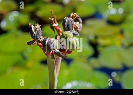 Buddha belly plant seeds (Jatropha podagrica) Stock Photo