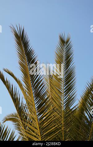 Long green sharply palm branches of the Mediterranean palm on the blue sky background Stock Photo